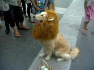 Lion Dog