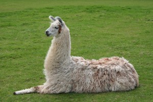 lama