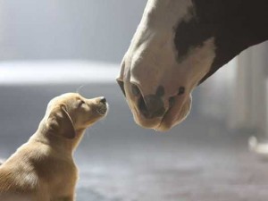 budweiser-puppy-love