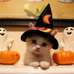 costume-gatto-halloween-300x300