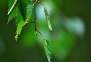 soothing-green