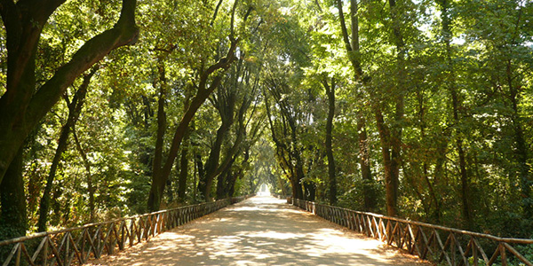 Bosco di Capodimonte